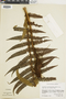 Ferns From Past to Present, funded by the Institute of Museum and Library Services (Award No. MA-30-13-0544-13).