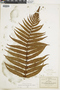 Ferns From Past to Present, funded by the Institute of Museum and Library Services (Award No. MA-30-13-0544-13).