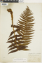Ferns From Past to Present, funded by the Institute of Museum and Library Services (Award No. MA-30-13-0544-13).
