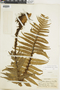 Ferns From Past to Present, funded by the Institute of Museum and Library Services (Award No. MA-30-13-0544-13).