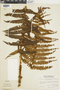 Ferns From Past to Present, funded by the Institute of Museum and Library Services (Award No. MA-30-13-0544-13).