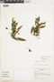 Elaphoglossum adrianae image