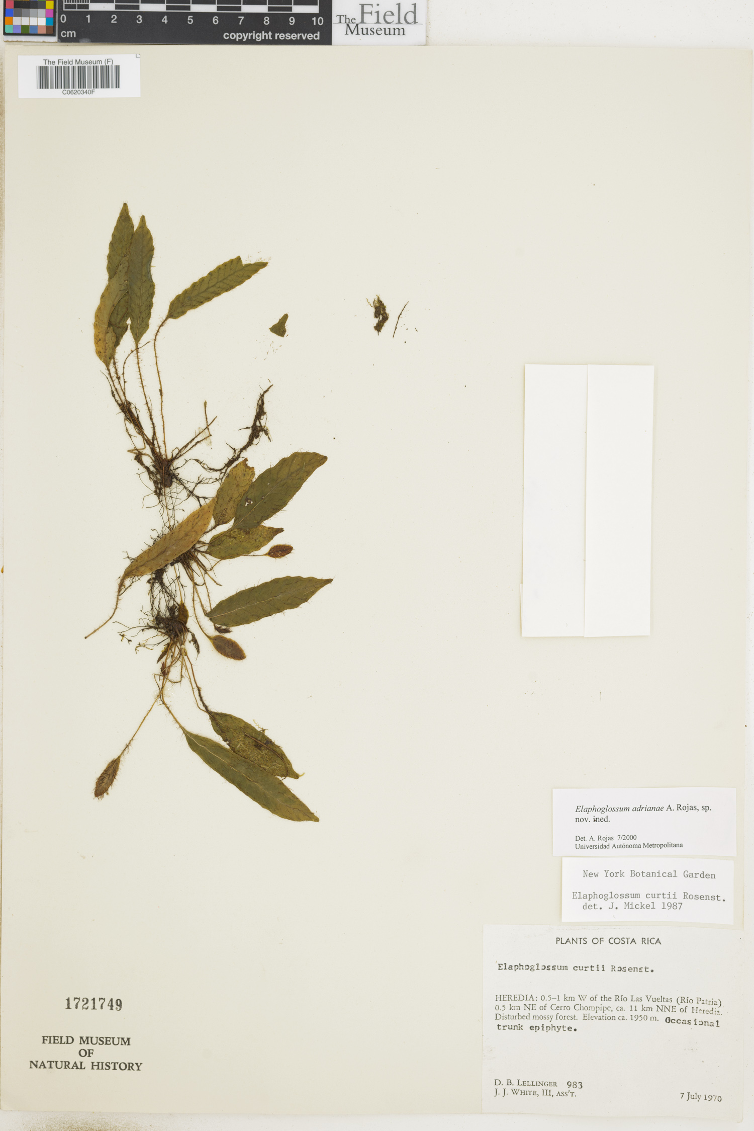 Elaphoglossum adrianae image