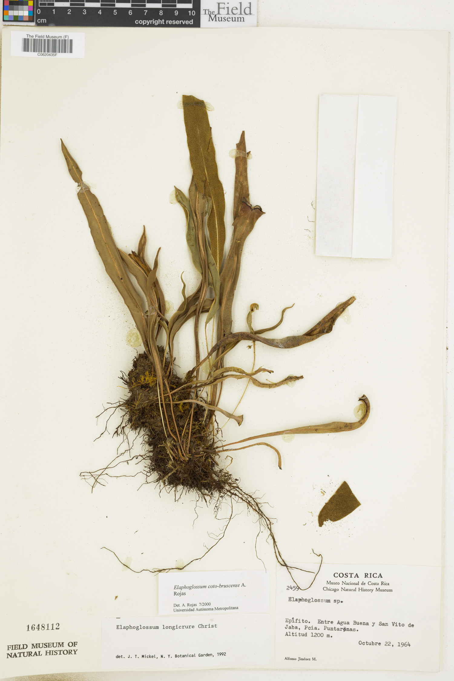 Elaphoglossum coto-brusense image