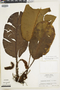 Elaphoglossum crinitum image