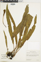Elaphoglossum gloeorrhizum image
