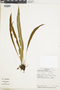 Elaphoglossum grayumii image