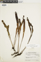 Elaphoglossum guatemalense image