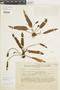 Elaphoglossum lanceiforme image