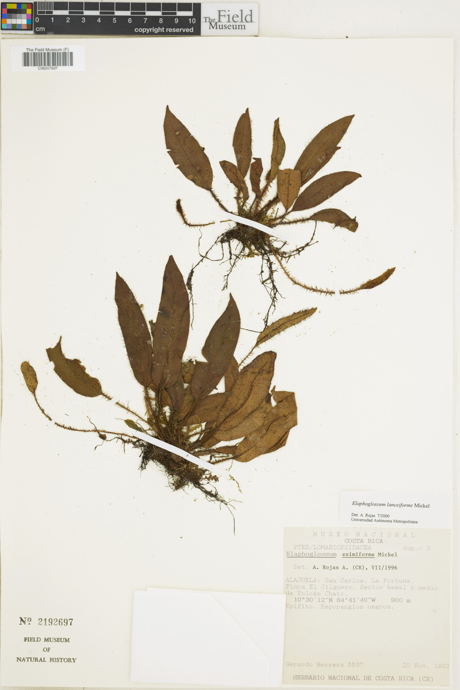 Elaphoglossum lanceiforme image