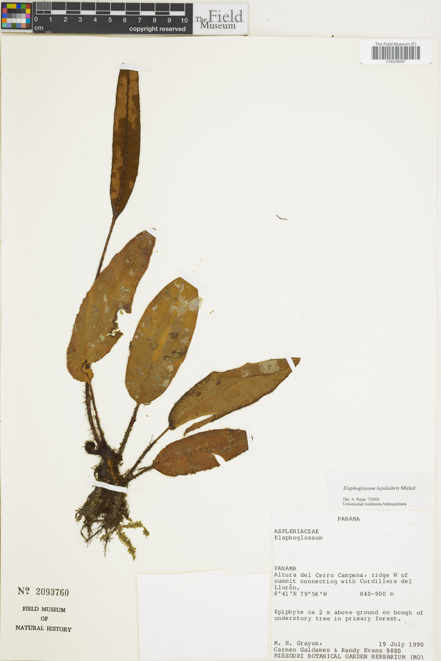 Elaphoglossum lepidothrix image