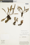Elaphoglossum leporinum image