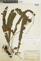 Image of Elaphoglossum lonchophyllum