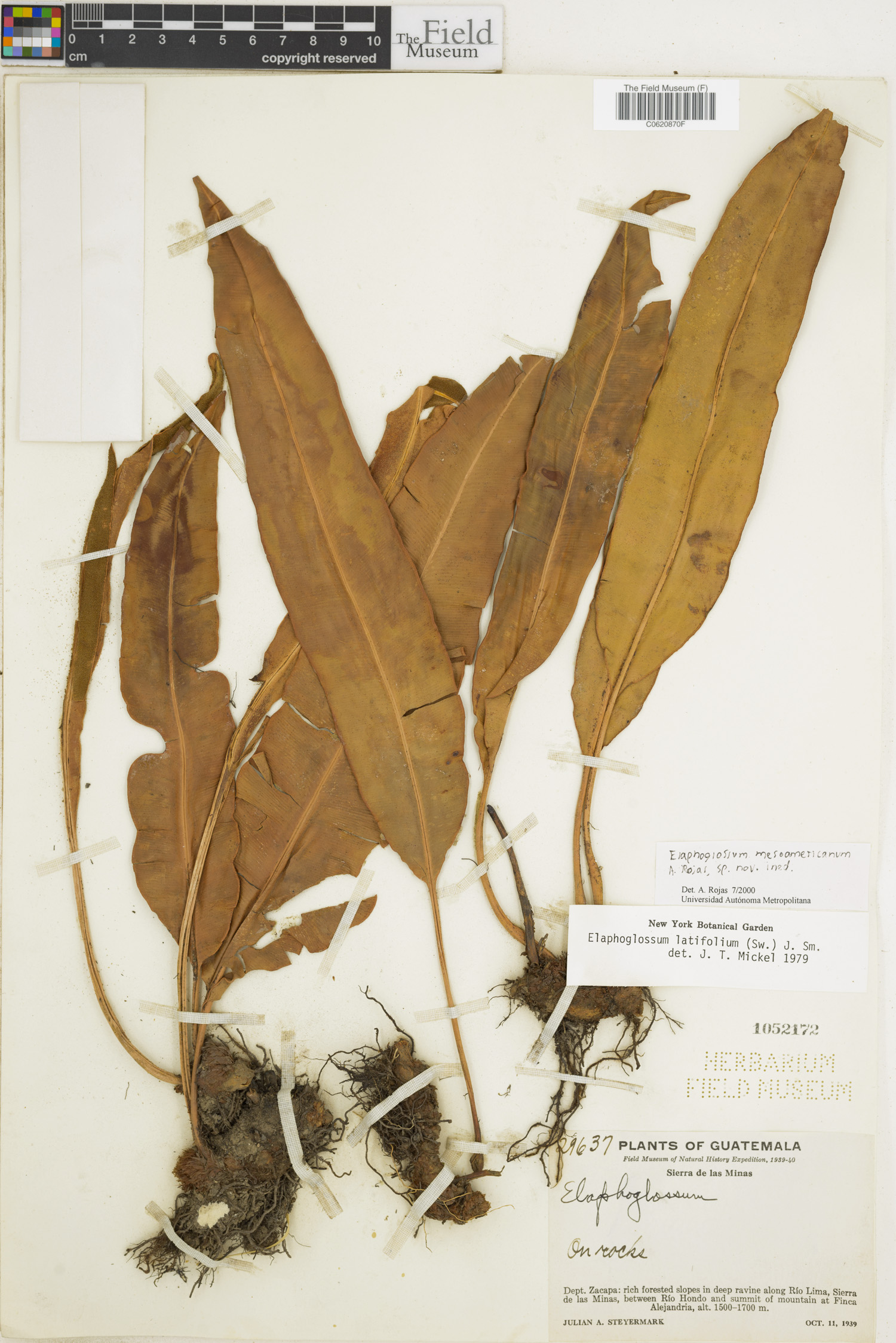 Elaphoglossum mesoamericanum image