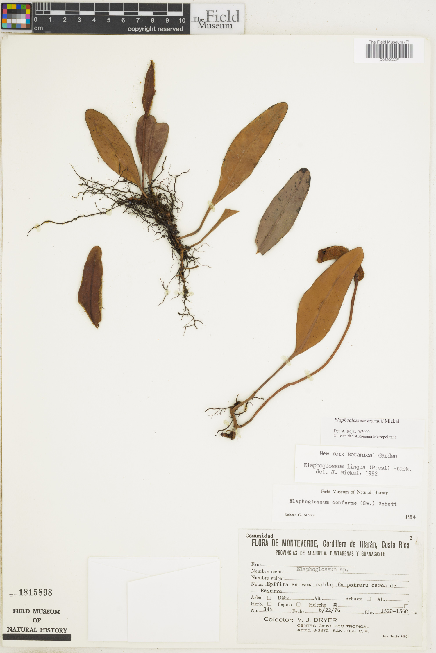 Elaphoglossum moranii image