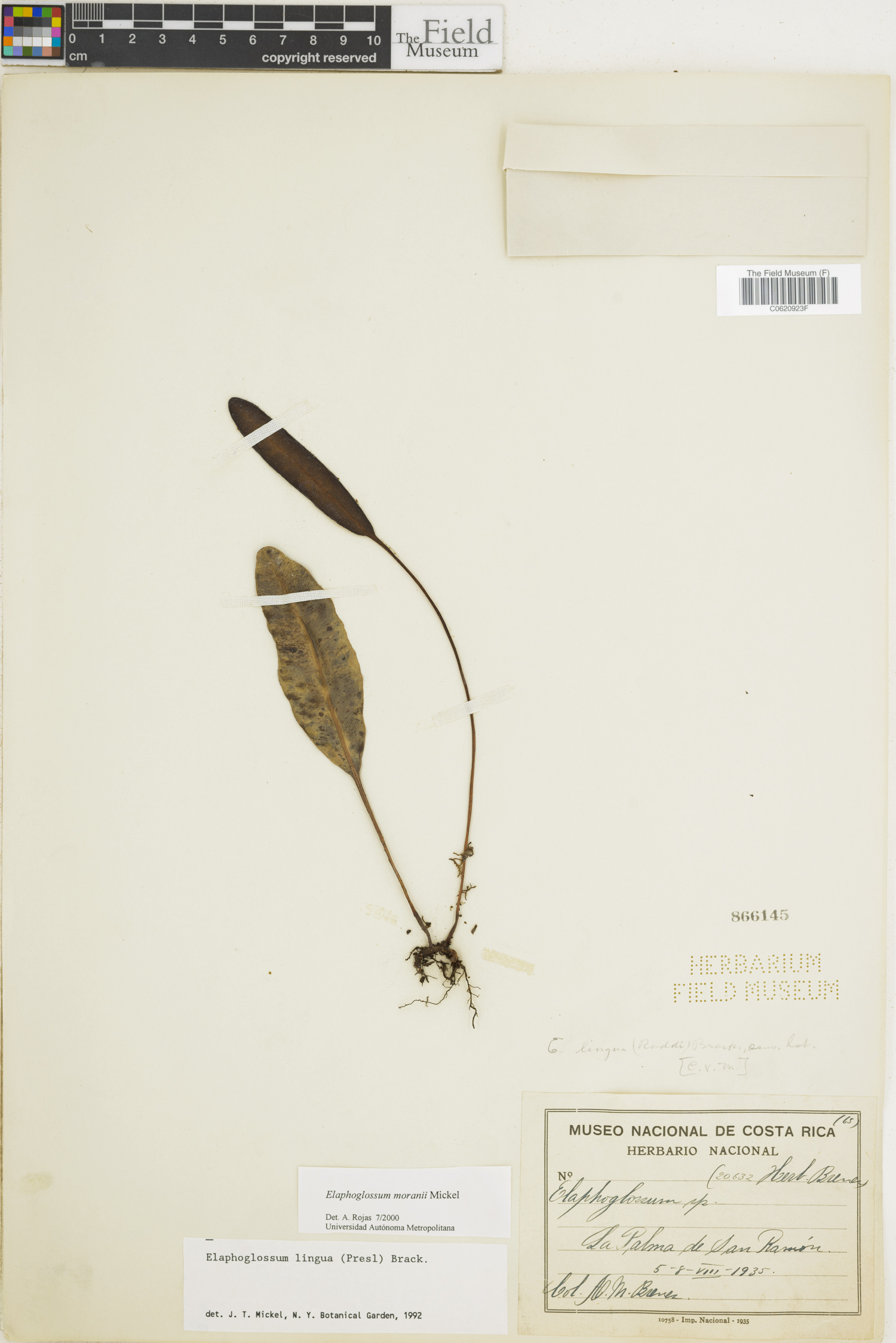 Elaphoglossum moranii image