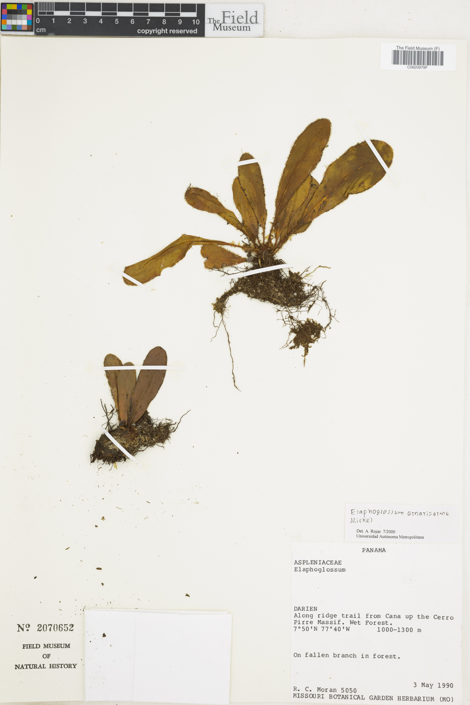 Elaphoglossum ornatiforme image