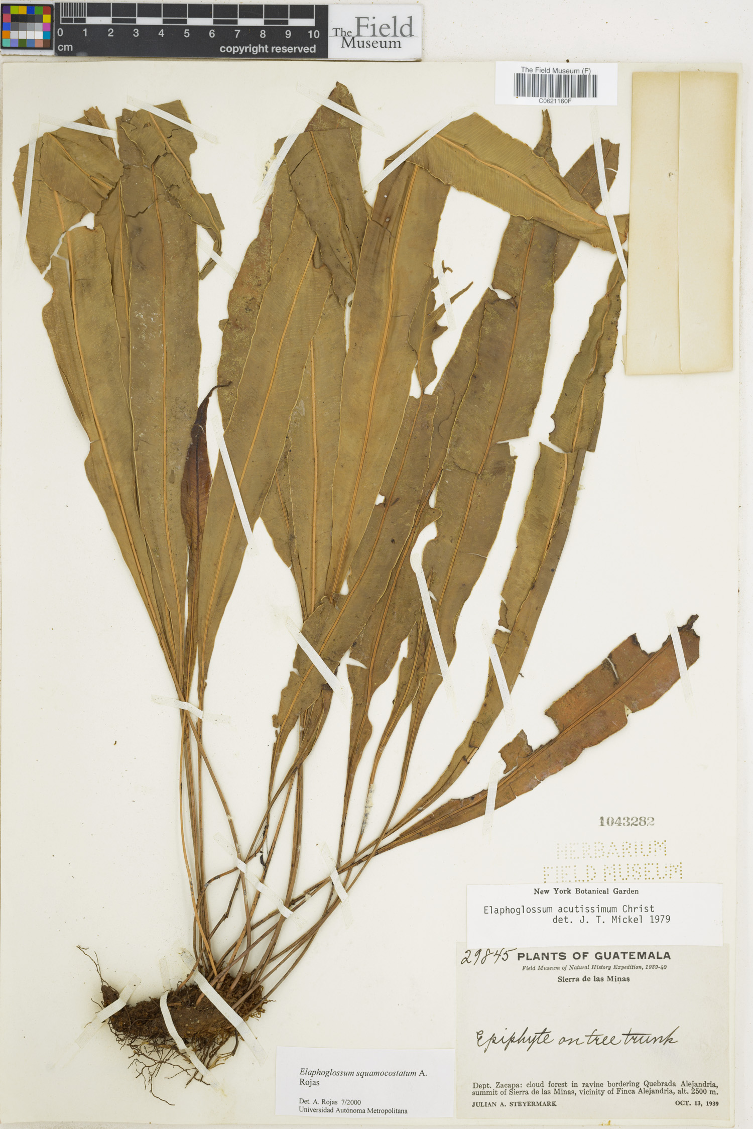 Elaphoglossum squamocostatum image