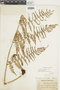 Polybotrya osmundacea image