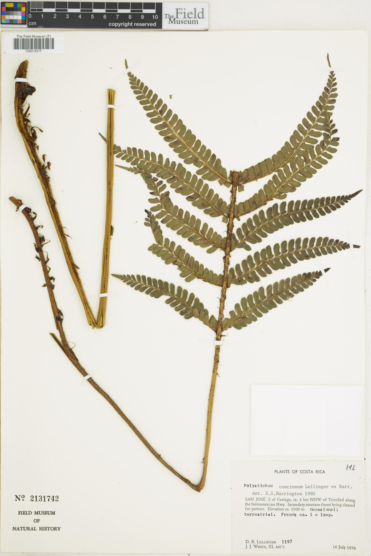 Polystichum concinnum image