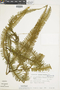 Ferns From Past to Present, funded by the Institute of Museum and Library Services (Award No. MA-30-13-0544-13).