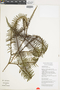 Ferns From Past to Present, funded by the Institute of Museum and Library Services (Award No. MA-30-13-0544-13).