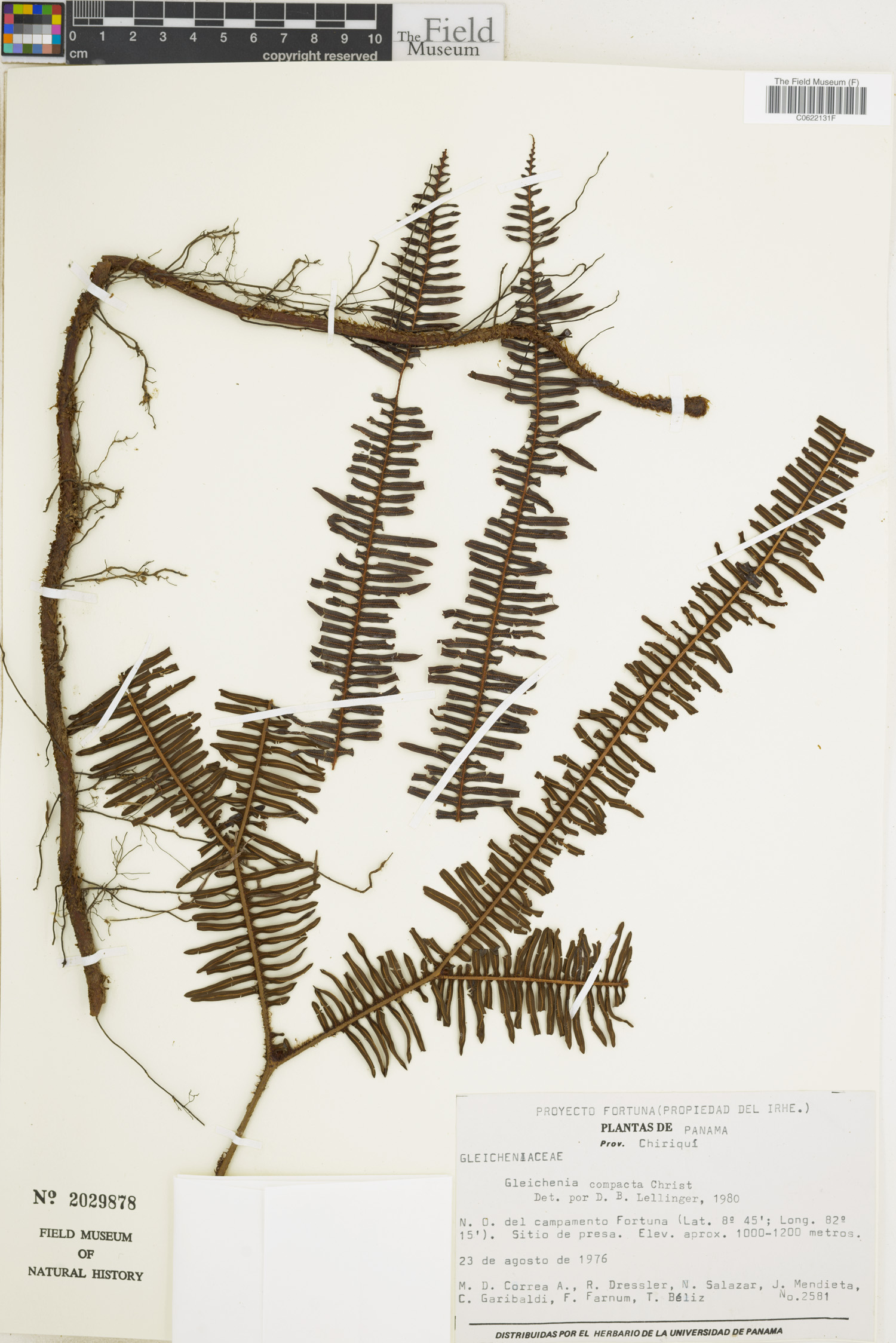 Sticherus compactus image