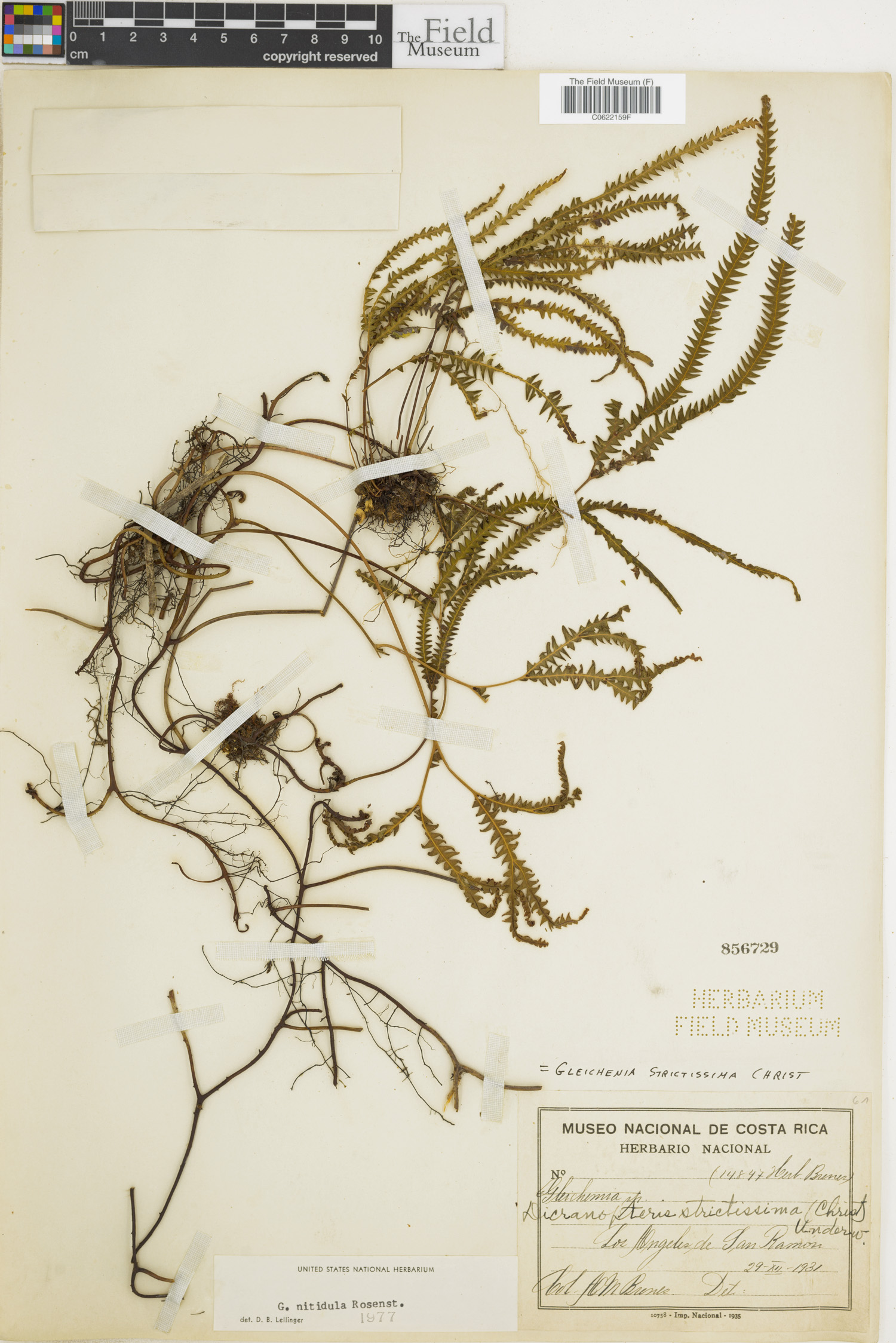 Sticherus hypoleucus image