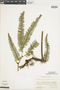Ferns From Past to Present, funded by the Institute of Museum and Library Services (Award No. MA-30-13-0544-13).