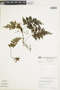 Hymenophyllum consanguineum image