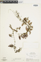 Image of Hymenophyllum ectocarpon
