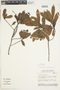Cyrilla racemiflora L., F
