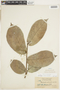 Dichapetalum pedunculatum (DC.) Baill., BRITISH GUIANA [Guyana], F