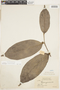 Tapura guianensis Aubl., BRITISH GUIANA [Guyana], F