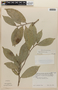 Tapura guianensis Aubl., F