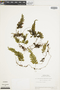 Hymenophyllum semiglabrum image