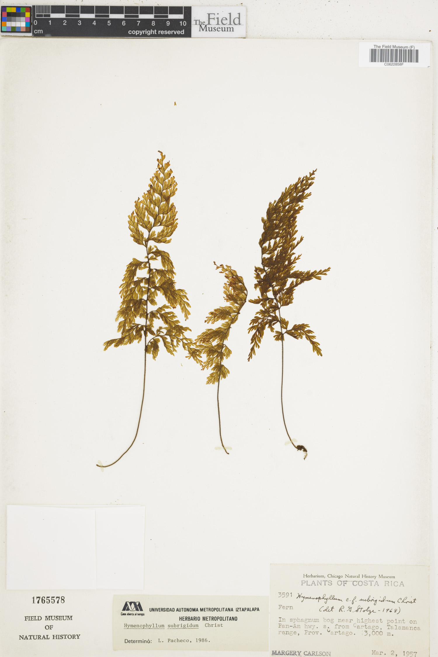 Hymenophyllum subrigidum image