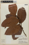 Doliocarpus amazonicus subsp. amazonicus, PERU, F