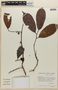 Doliocarpus brevipedicellatus subsp. brevipedicellatus, BRAZIL, F