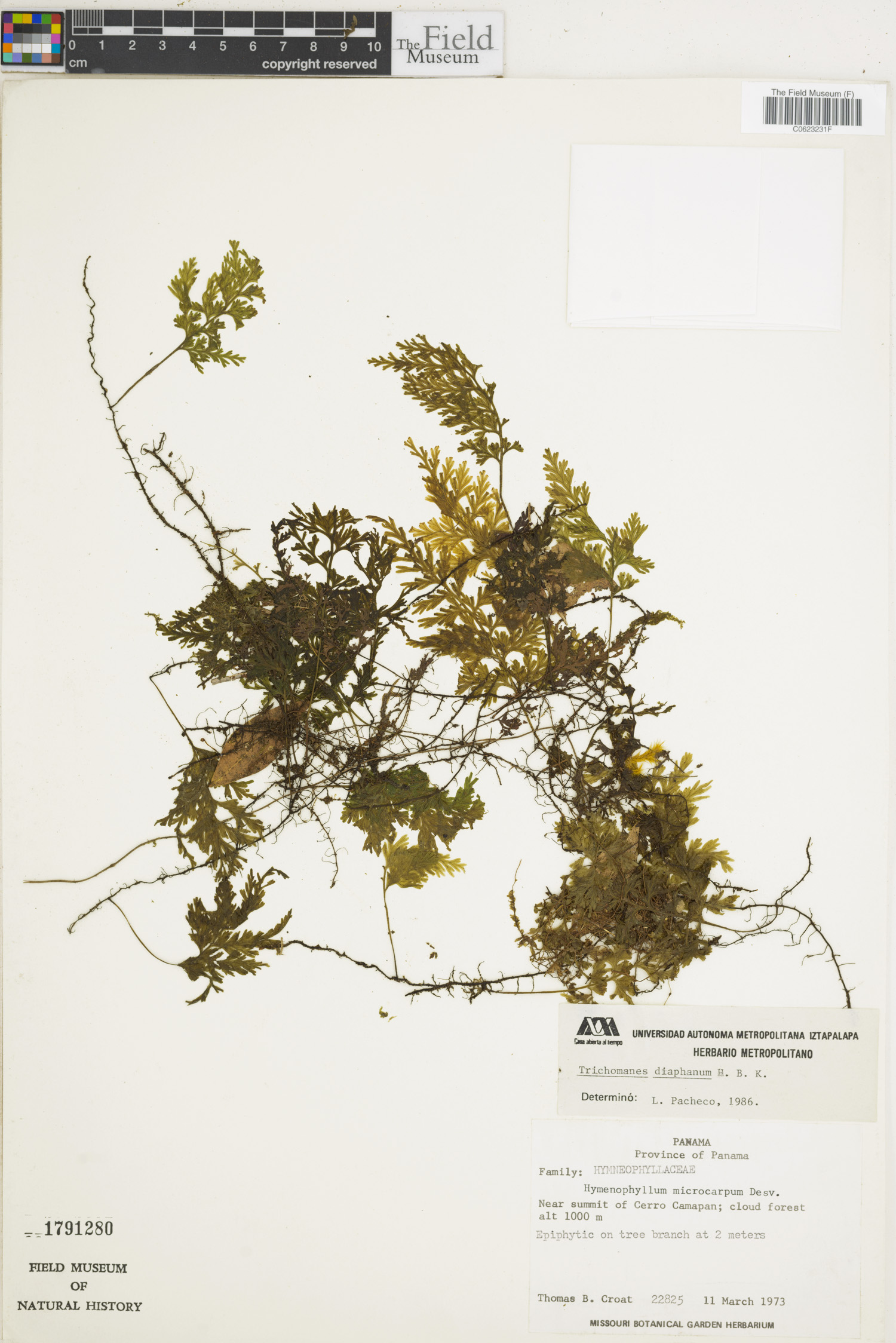Polyphlebium diaphanum image