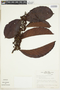 Doliocarpus dentatus subsp. latifolium Kubitzki, BRAZIL, F