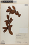 Doliocarpus elegans Eichler, BRAZIL, F