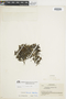 Ferns From Past to Present, funded by the Institute of Museum and Library Services (Award No. MA-30-13-0544-13).