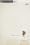 Ferns From Past to Present, funded by the Institute of Museum and Library Services (Award No. MA-30-13-0544-13).