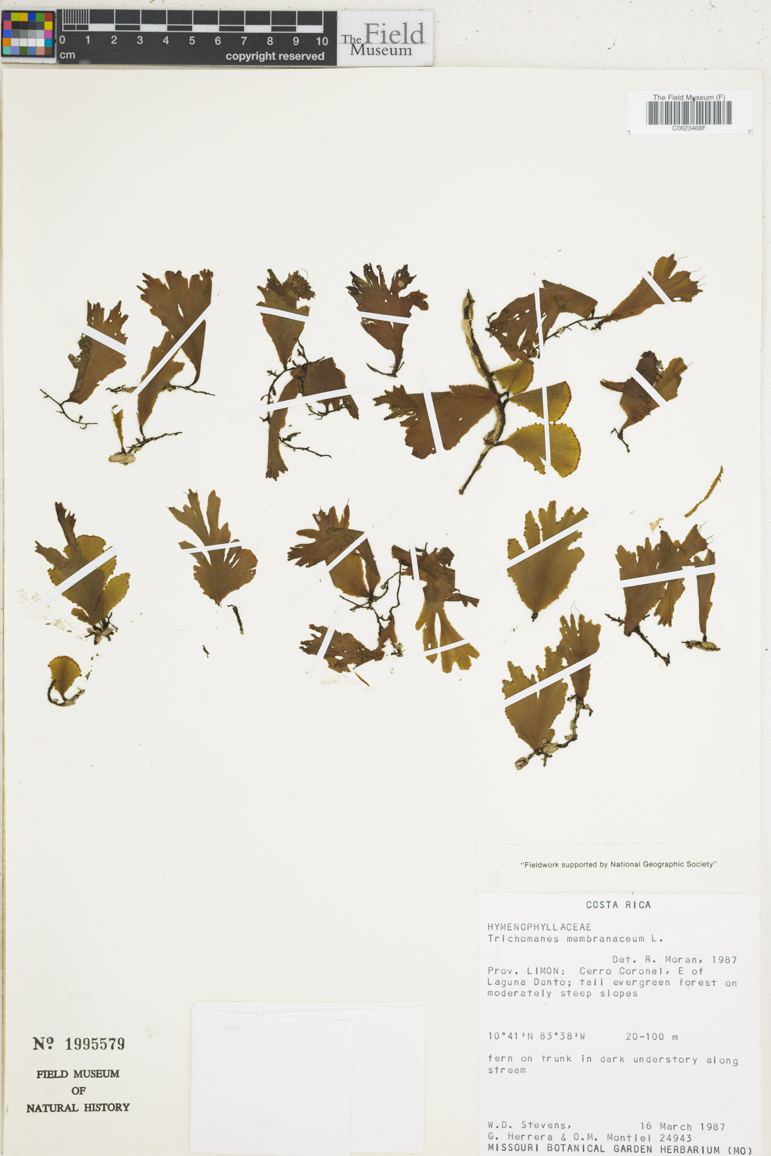 Didymoglossum membranaceum image