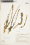 Malesherbia auristipulata Ricardi, CHILE, F