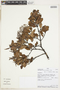 Weinmannia auriculata D. Don, PERU, F