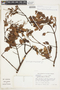 Weinmannia auriculata D. Don, PERU, F