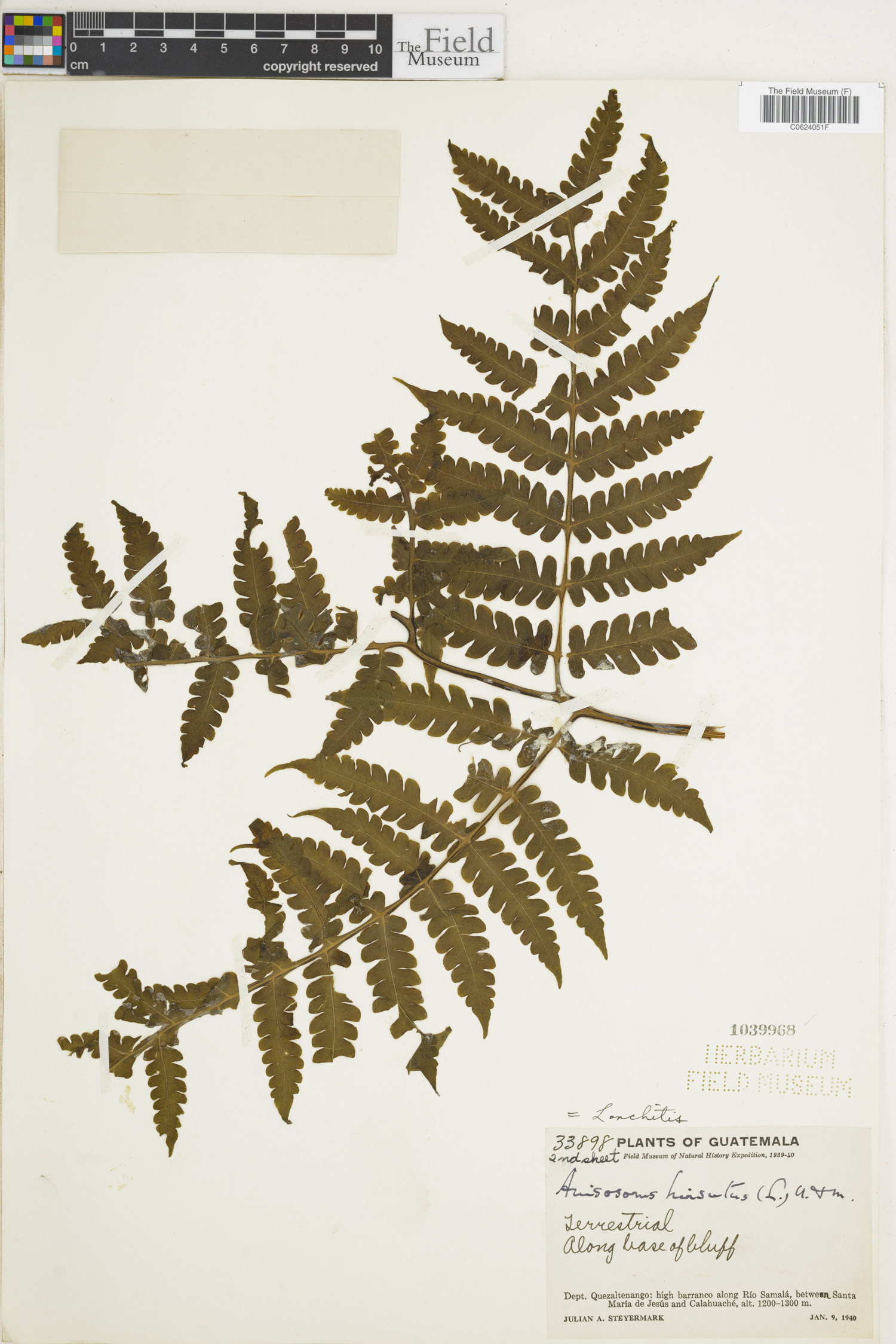Lonchitidaceae image