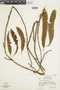 Oleandra lehmannii image